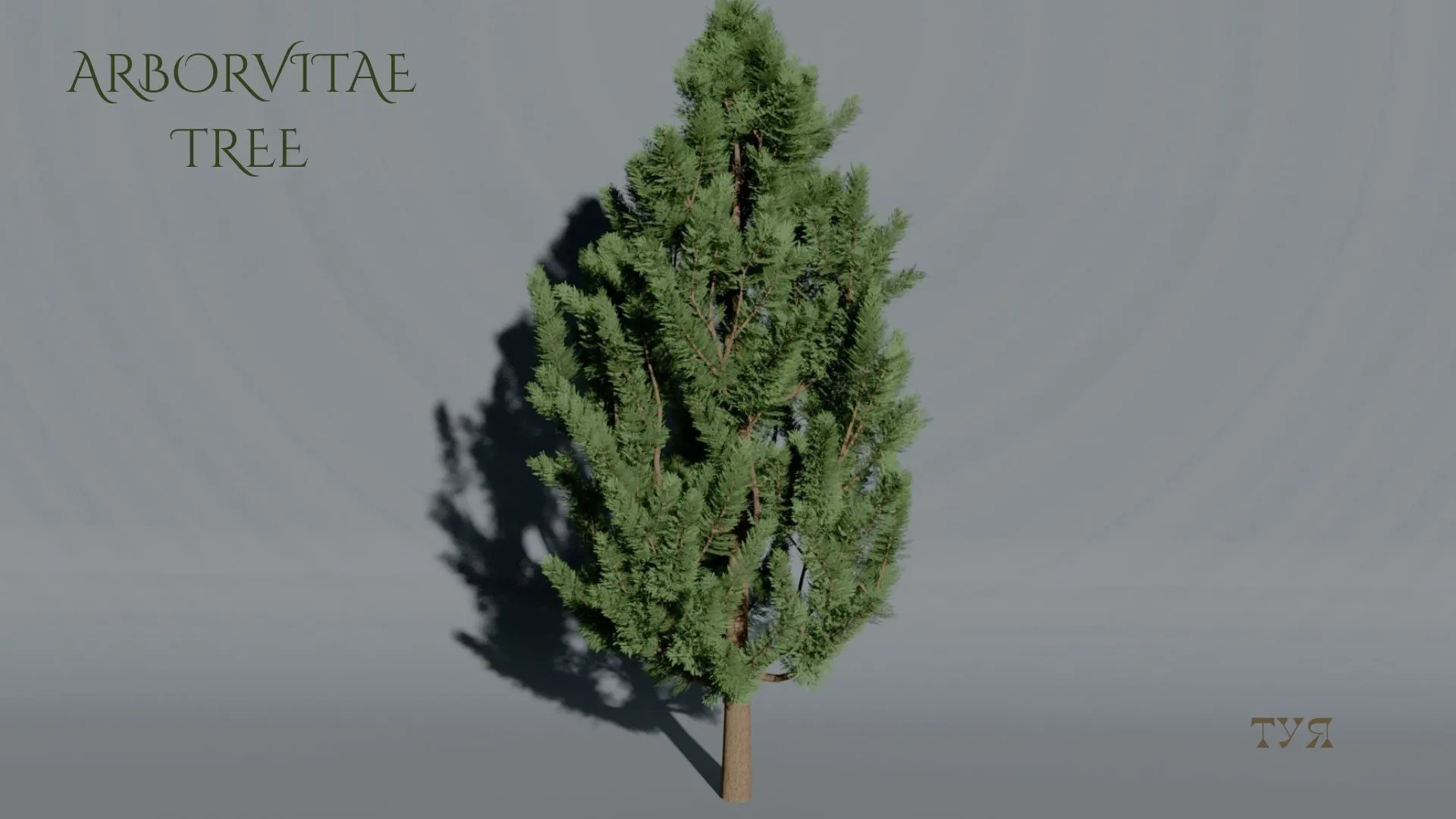 Realistic Arborvitae Thuja Tree 3D Vegetation 3D Model .c4d .max .obj .3ds .fbx .stl .blend 