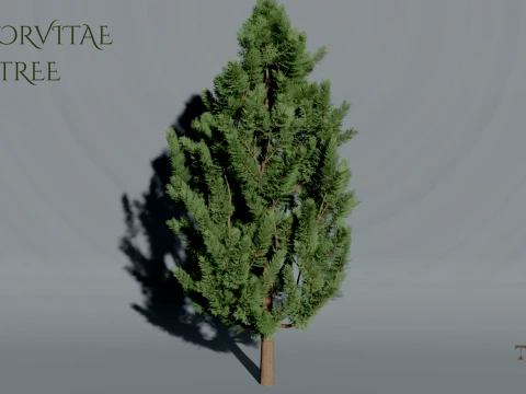 Realistic Arborvitae Thuja Tree 3D Vegetation 3D Model