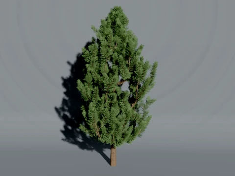 Realistic Arborvitae Thuja Tree 3D Vegetation 3D Model