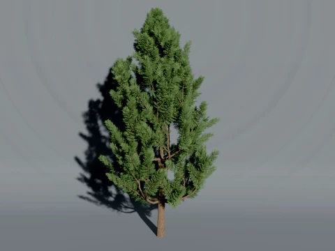 Realistic Arborvitae Thuja Tree 3D Vegetation 3D Model