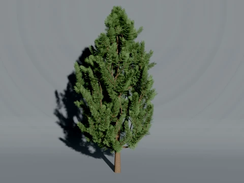 Realistic Arborvitae Thuja Tree 3D Vegetation 3D Model