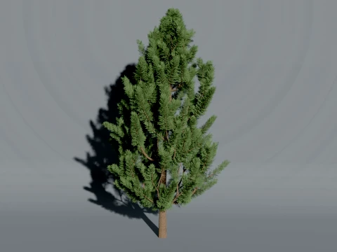 Realistic Arborvitae Thuja Tree 3D Vegetation 3D Model