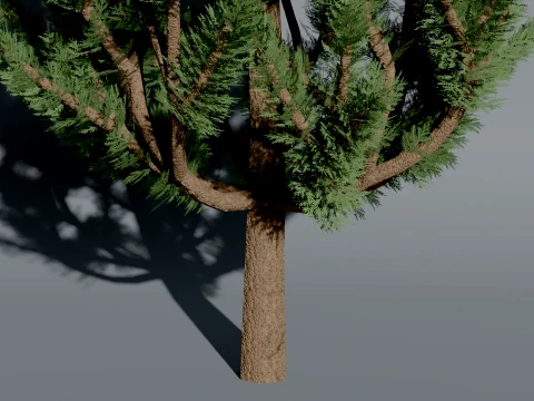 Realistic Arborvitae Thuja Tree 3D Vegetation 3D Model