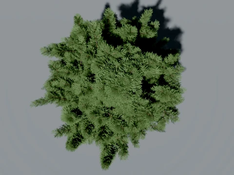 Realistic Arborvitae Thuja Tree 3D Vegetation 3D Model