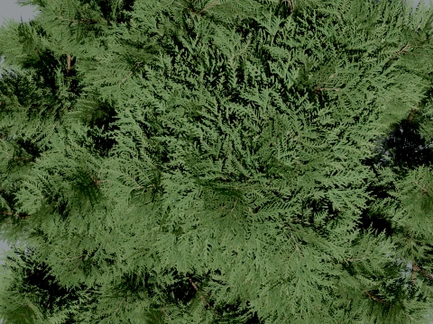 Realistic Arborvitae Thuja Tree 3D Vegetation 3D Model