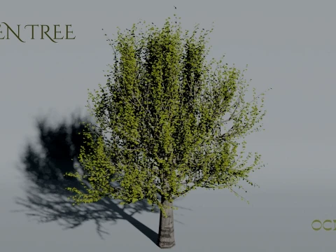 Realistic Aspen Tree 3D Vegetation 3D Model