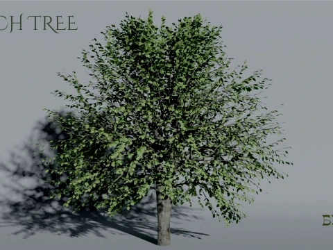 Realistic Beech Tree 3D Vegetation 3D 模型