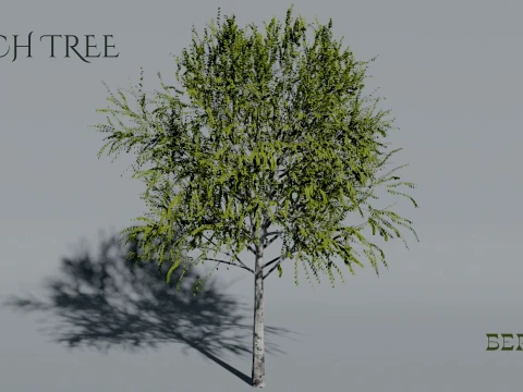 Realistic Birch Tree 3D Vegetation 3D 模型