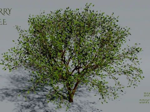 Realistic Cherry Tree 3D Vegetation 3D 模型