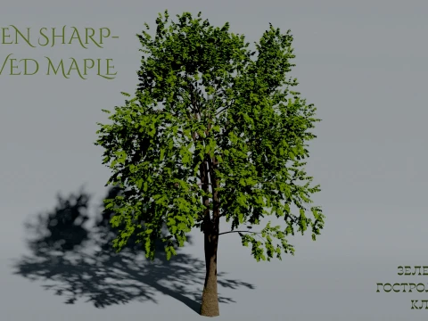 Realistic Green Sharp-leaved Maple Tree 3D Vegetation 3D 模型