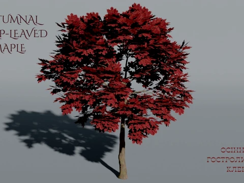 Realistic Autumnal Red Sharp-leaved Maple Tree 3D Vegetation 3D 模型