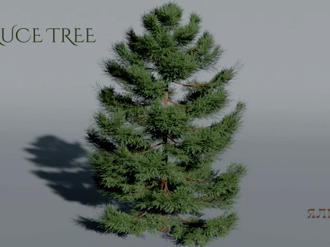 Realistic Spruce Tree 3D Vegetation 3D 模型