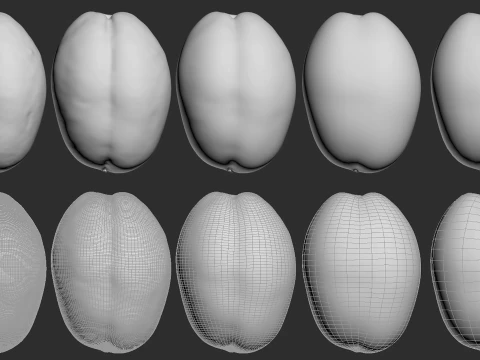 Apricot 01 with 5 LODs PBR 3D Model