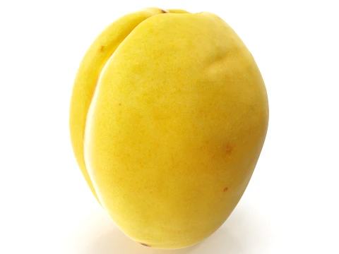 Apricot 02 with 5 LODs PBR 3D Model