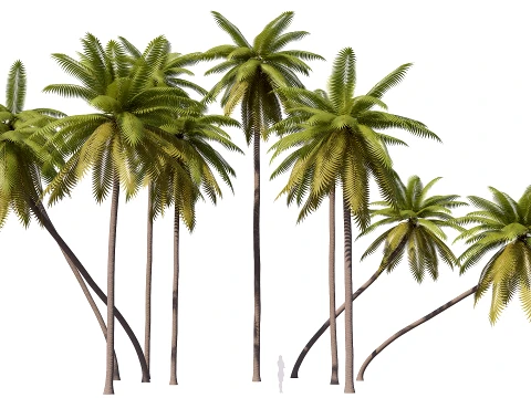 Palms Lowpoly Set 01 PBR with 5 LODs 3D Model
