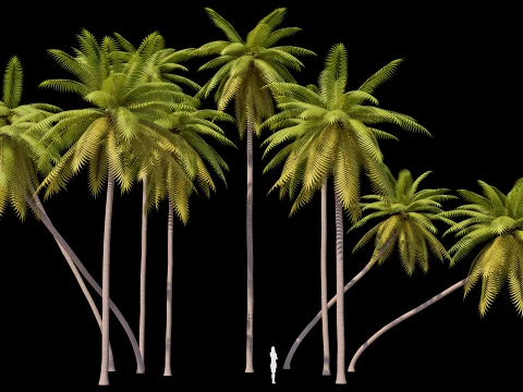 Palms Lowpoly Set 01 PBR with 5 LODs 3D Model