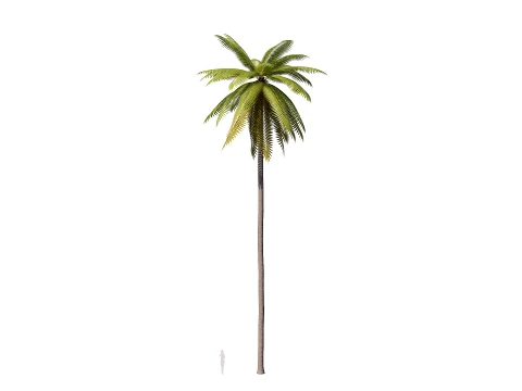 Palms Lowpoly Set 01 PBR with 5 LODs 3D Model