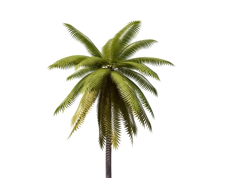 Palms Lowpoly Set 01 PBR with 5 LODs 3D Model