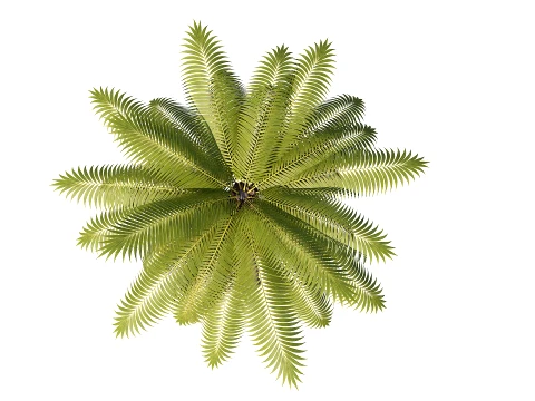 Palms Lowpoly Set 01 PBR with 5 LODs 3D Model
