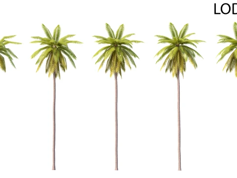 Palms Lowpoly Set 01 PBR with 5 LODs 3D Model