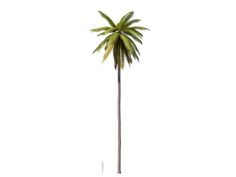 Palms Lowpoly Set 01 PBR with 5 LODs 3D Model