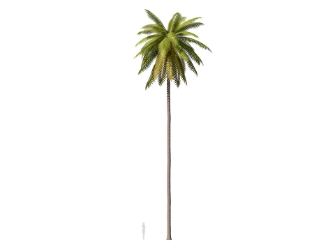 Palms Lowpoly Set 01 PBR with 5 LODs 3D Model