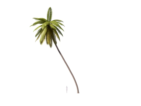 Palms Lowpoly Set 01 PBR with 5 LODs 3D Model