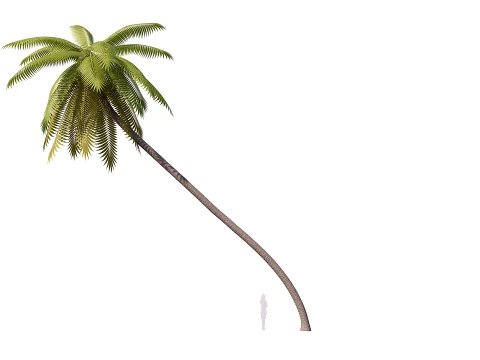 Palms Lowpoly Set 01 PBR with 5 LODs 3D Model