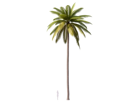 Palms Lowpoly Set 01 PBR with 5 LODs 3D Model