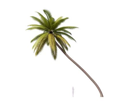 Palms Lowpoly Set 01 PBR with 5 LODs 3D Model
