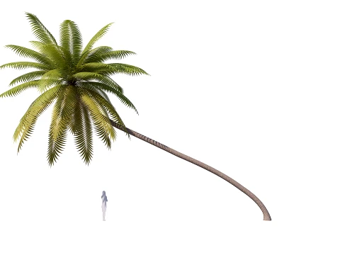 Palms Lowpoly Set 01 PBR with 5 LODs 3D Model