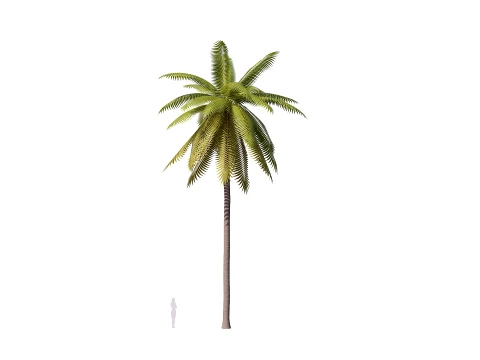 Palms Lowpoly Set 01 PBR with 5 LODs 3D Model