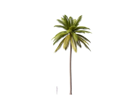 Palms Lowpoly Set 01 PBR with 5 LODs 3D Model