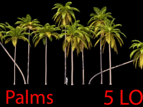 Palms Set 01 PBR with 5 LODs 3D Model