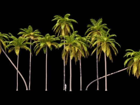 Palms Set 01 PBR with 5 LODs 3D Model