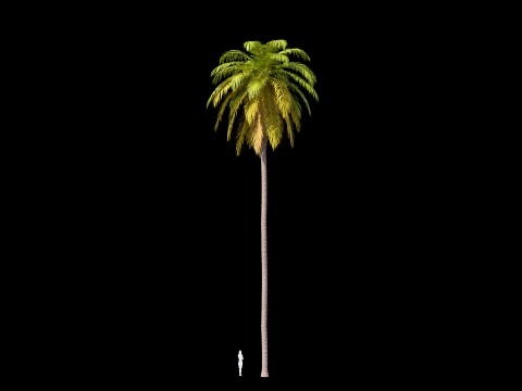 Palms Set 01 PBR with 5 LODs 3D Model