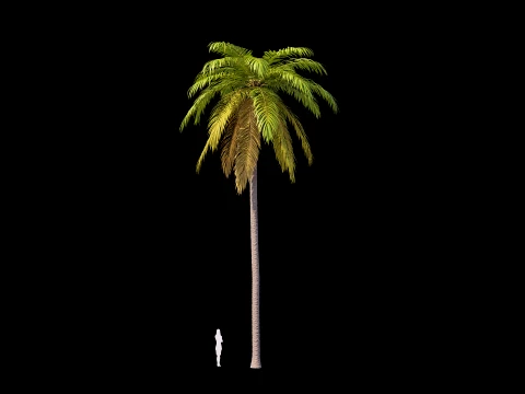 Palms Set 01 PBR with 5 LODs 3D Model