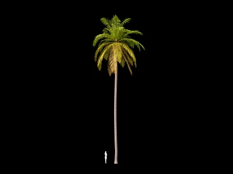 Palms Set 01 PBR with 5 LODs 3D Model