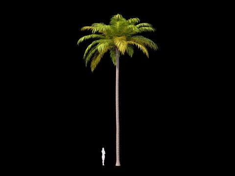 Palms Set 01 PBR with 5 LODs 3D Model