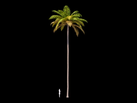 Palms Set 01 PBR with 5 LODs 3D Model