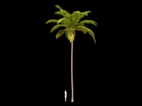 Palms Set 01 PBR with 5 LODs 3D Model