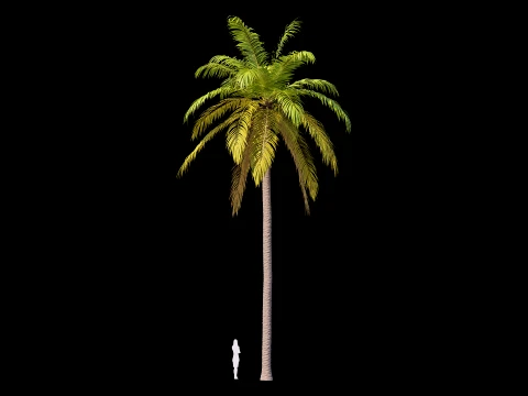 Palms Set 01 PBR with 5 LODs 3D Model