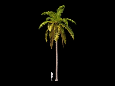 Palms Set 01 PBR with 5 LODs 3D Model