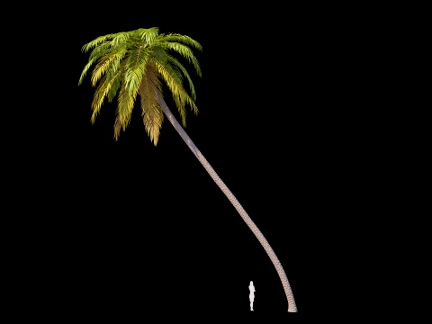 Palms Set 01 PBR with 5 LODs 3D Model