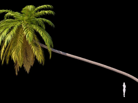 Palms Set 01 PBR with 5 LODs 3D Model