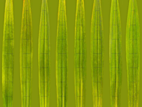 Palms Set 01 PBR with 5 LODs 3D Model