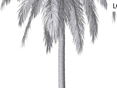 Palms Set 01 PBR with 5 LODs 3D Model