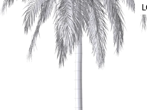 Palms Set 01 PBR with 5 LODs 3D Model
