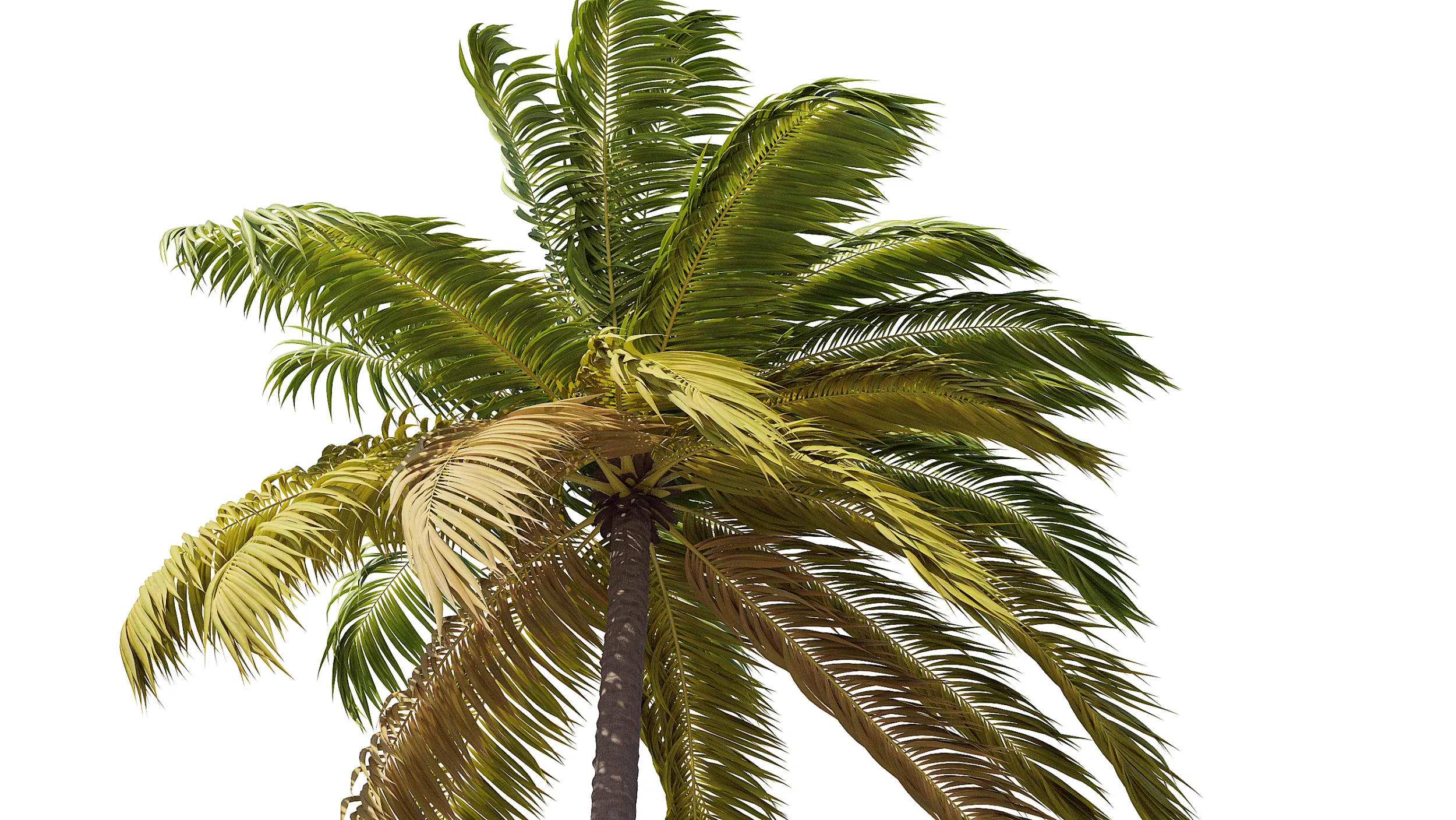 Palms Swaying in the Wind Set 02 PBR with 5 LODs 3D Model .c4d .max .obj .3ds .fbx .stl .blend