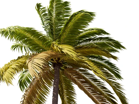 Palms Swaying in the Wind Set 02 PBR with 5 LODs 3D Model